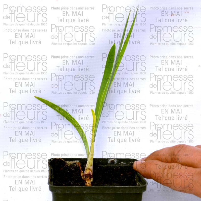 Example of Iris Donegal specimen as delivered