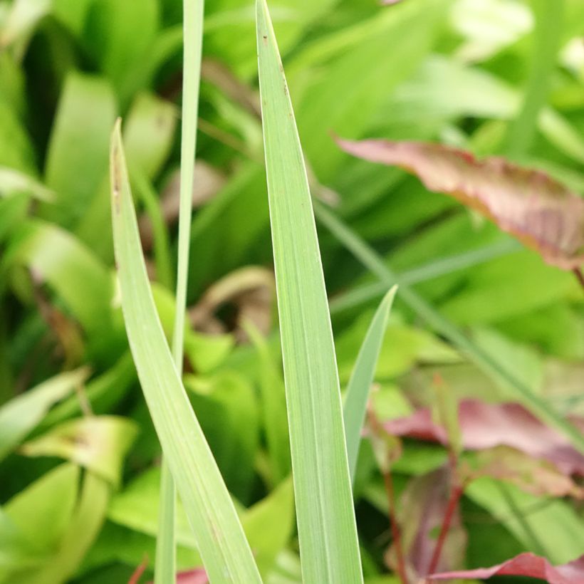 Iris ensata Sea of Amethyst - Japanese Water Iris (Foliage)