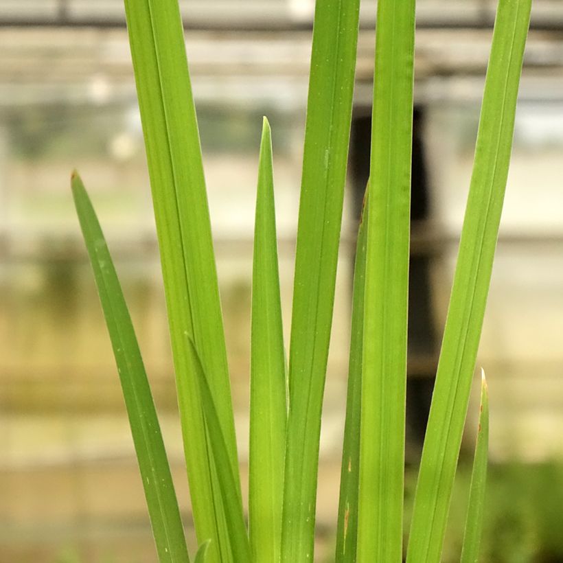 Iris ensata Cheese Cake - Japanese Water Iris (Foliage)