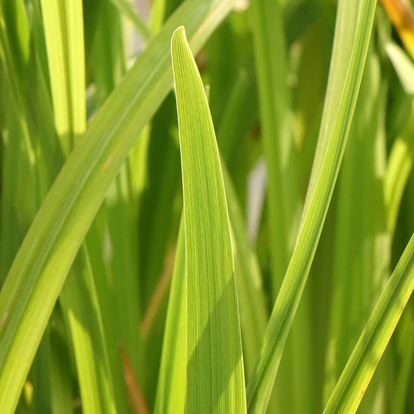 Iris ensata Dinner Plate Cupcake - Japanese Water Iris (Foliage)