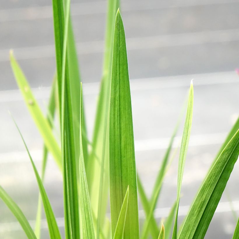 Iris ensata Dinner Plate Jell-O - Japanese Water Iris (Foliage)