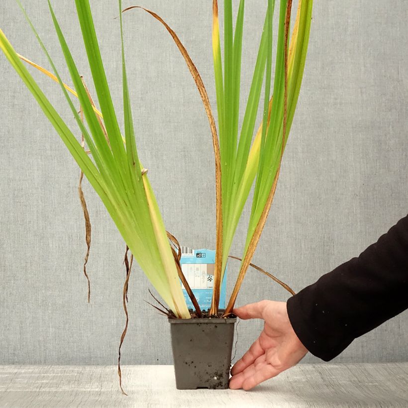 Iris ensata Dinner Plate Jell-O - Japanese Water Iris 1L/1.5L pot sample as delivered in autumn