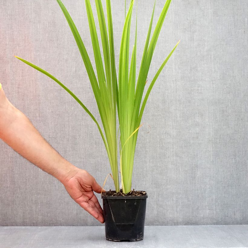 Iris ensata Dinner Plate Jell-O - Japanese Water Iris 1L/1.5L pot sample as delivered in summer