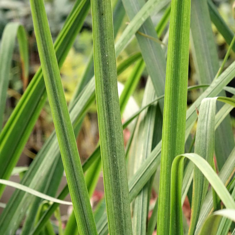 Iris ensata Dinner Plate Tub Tim Grob - Japanese Water Iris (Foliage)