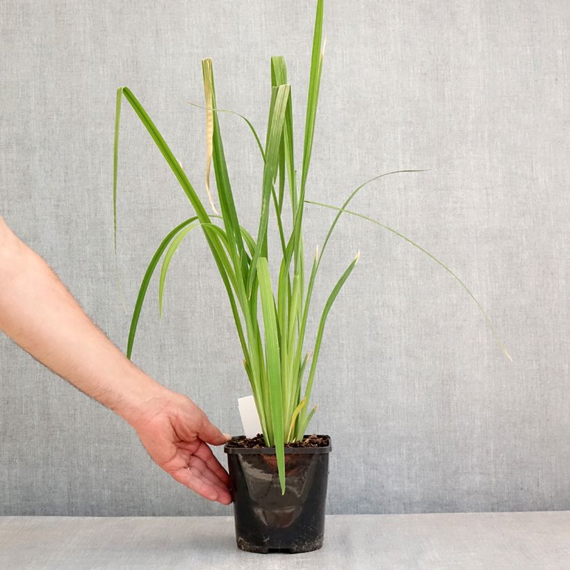 Iris ensata Dinner Plate Tub Tim Grob - Japanese Water Iris 2L/3L pot sample as delivered in spring