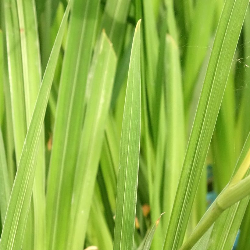 Iris ensata White Ladies - Japanese Water Iris (Foliage)