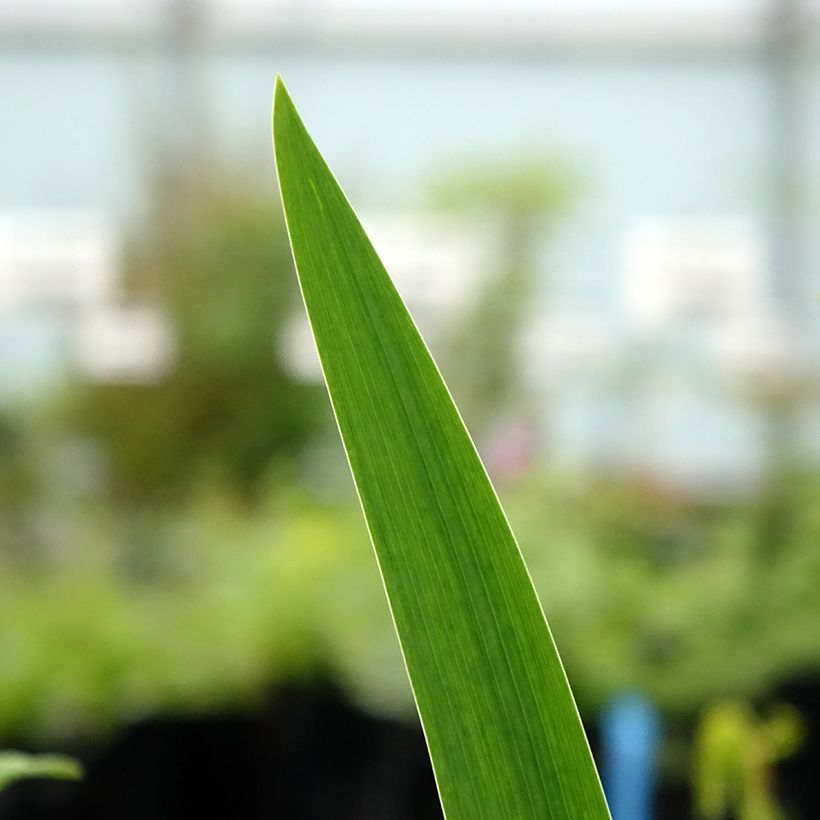 Iris germanica Agrippa - Bearded Iris (Foliage)