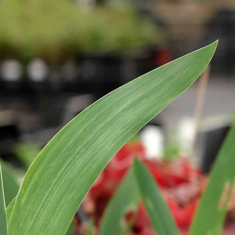 Iris germanica Agrippa - Bearded Iris (Foliage)
