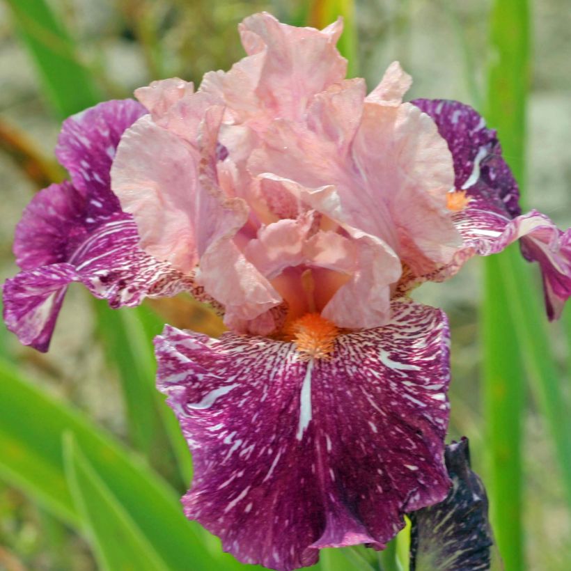 Iris germanica Anaconda Love - Bearded Iris (Flowering)
