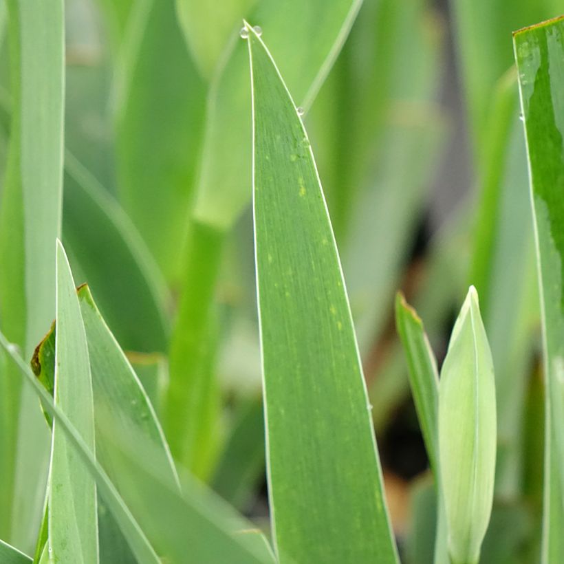 Iris germanica Arpege - Bearded Iris (Foliage)