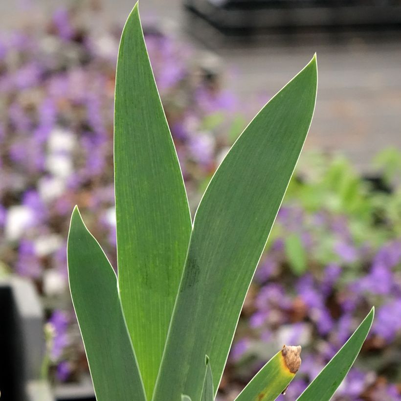 Iris germanica Arpege - Bearded Iris (Foliage)