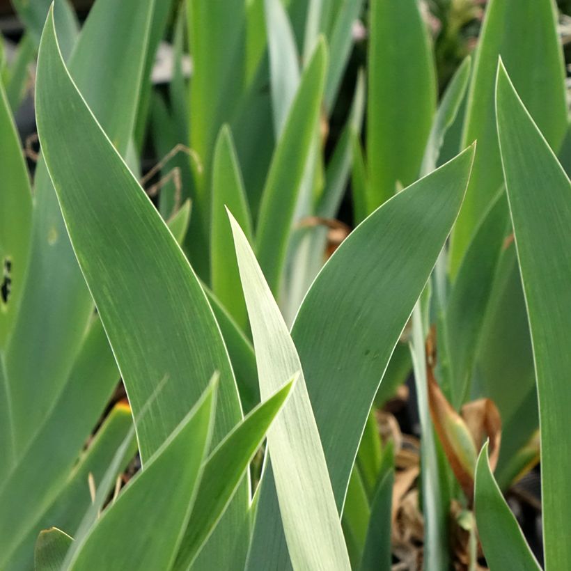 Iris germanica Black Dragon - Bearded Iris (Foliage)