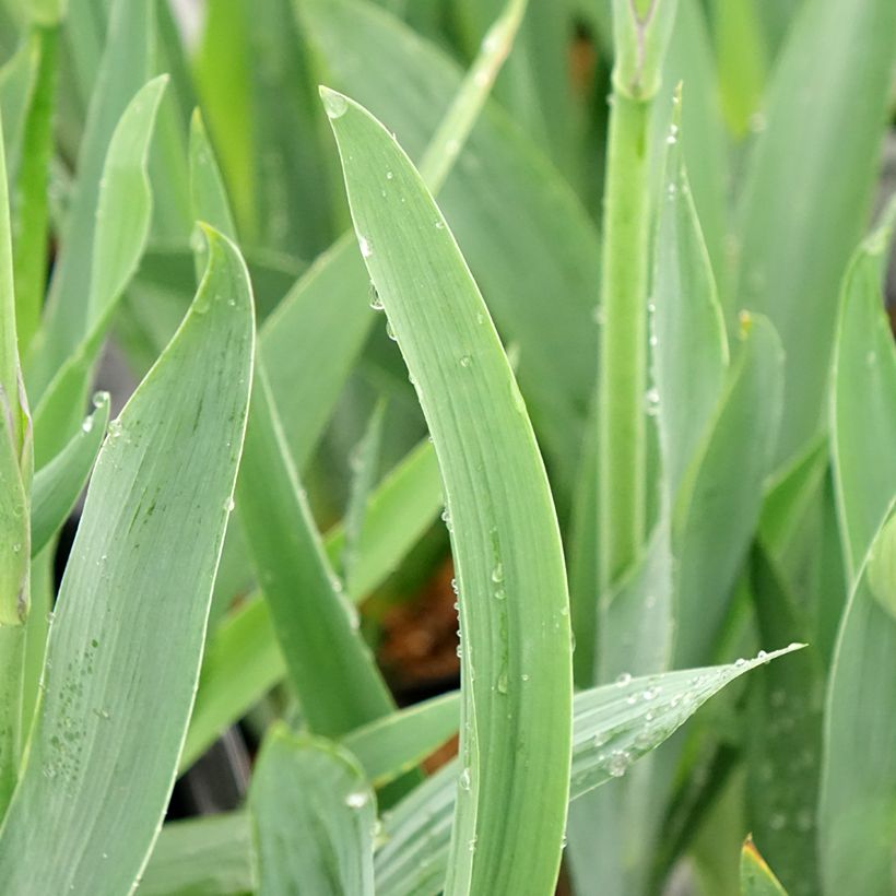 Iris germanica Black Knight - Bearded Iris (Foliage)