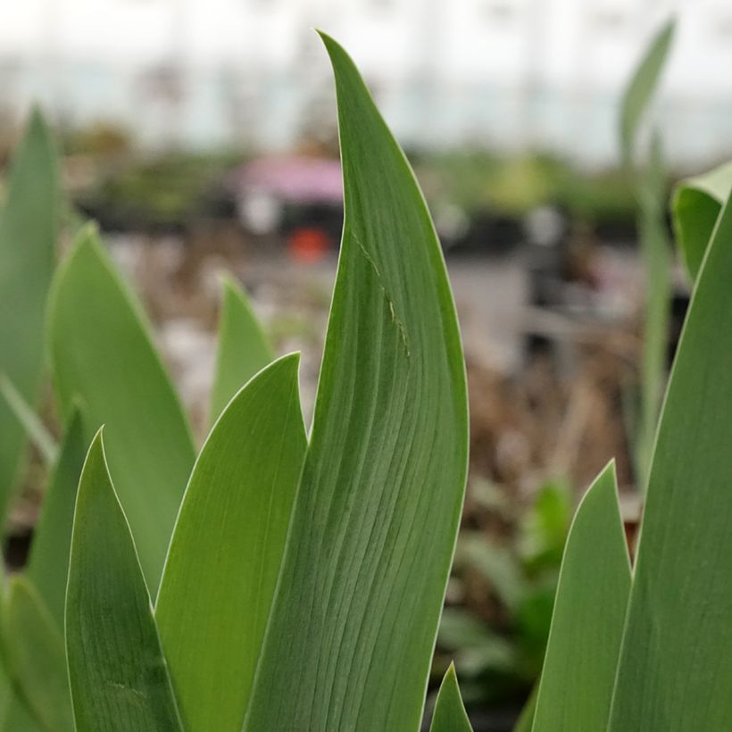 Iris germanica Black Knight - Bearded Iris (Foliage)