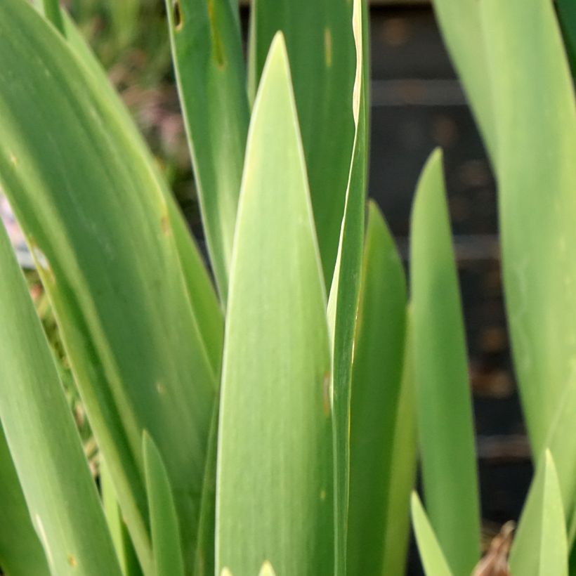 Iris germanica Crinoline - Bearded Iris (Foliage)
