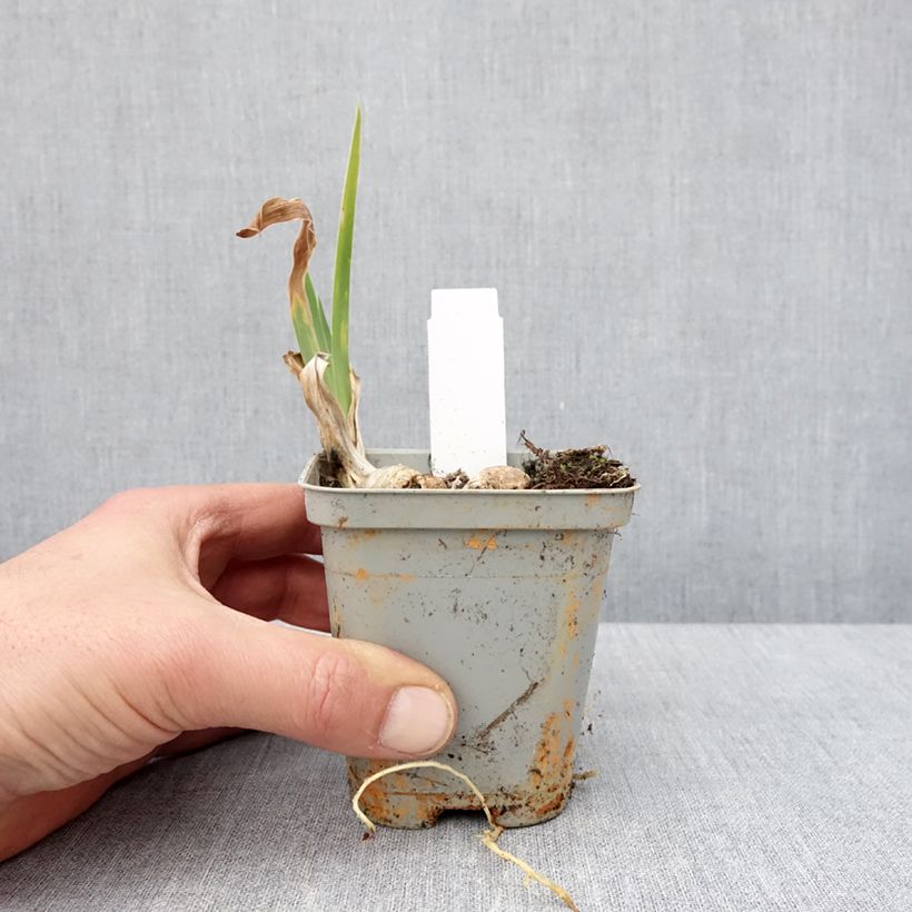Iris germanica Crinoline - Bearded Iris 8/9 cm pot sample as delivered in winter