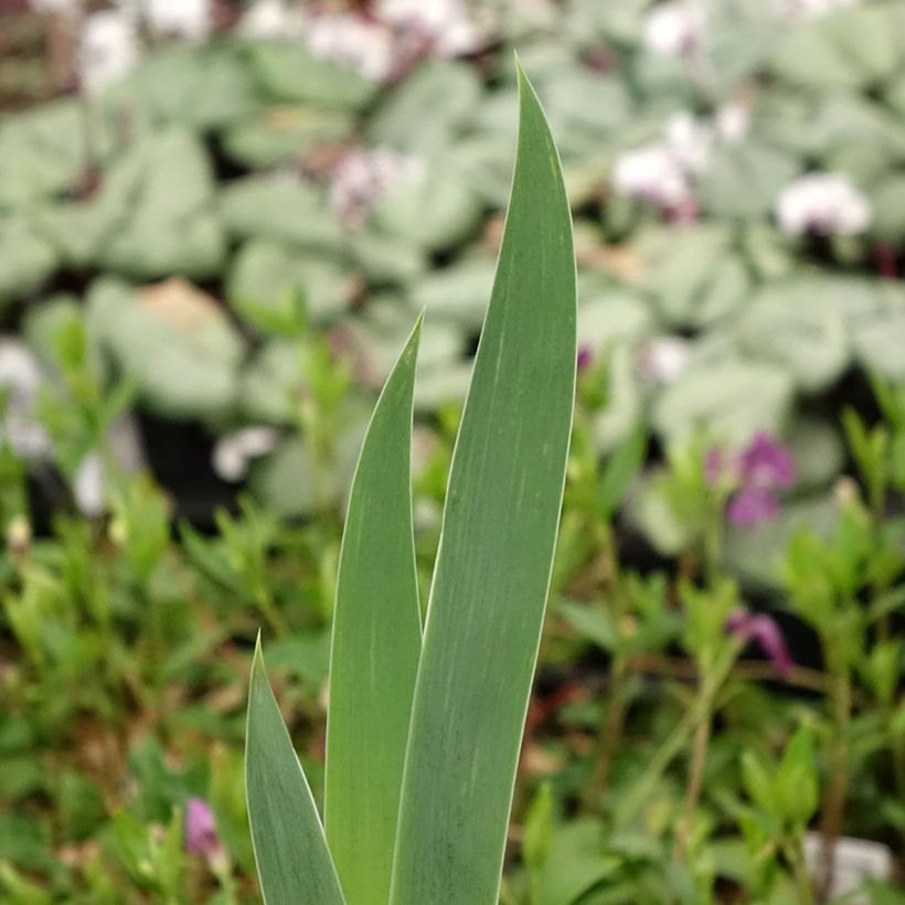 Iris germanica Crinoline - Bearded Iris (Foliage)
