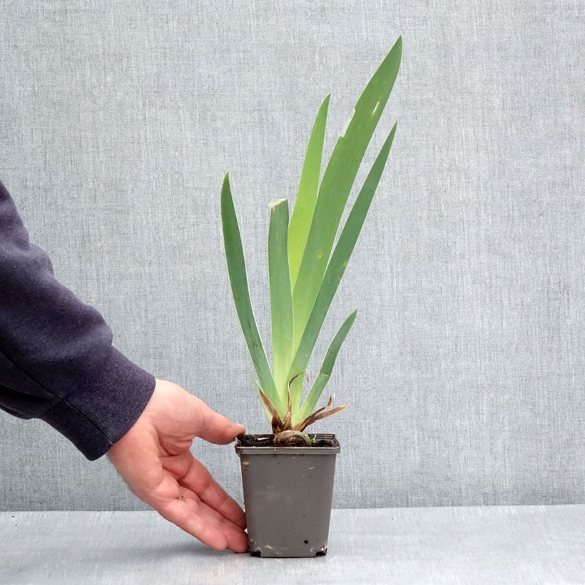 Iris germanica Dame de Coeur 8/9 cm pot sample as delivered in spring