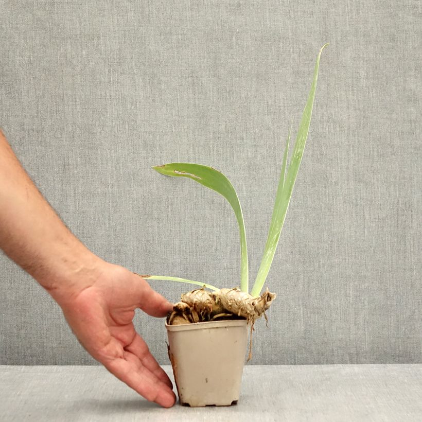 Iris germanica Dangerous Mood 8/9 cm pot sample as delivered in summer