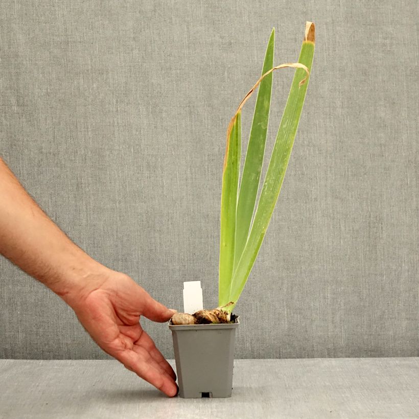 Iris germanica Dernier Cri 8/9 cm pot sample as delivered in summer
