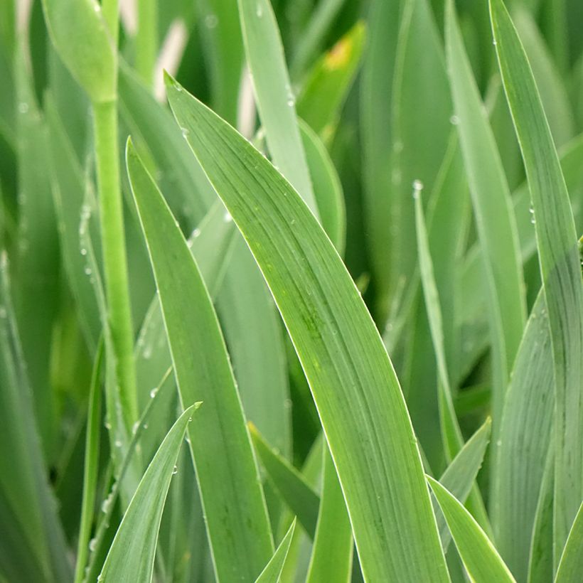 Iris germanica En Ebullition - Bearded Iris (Foliage)