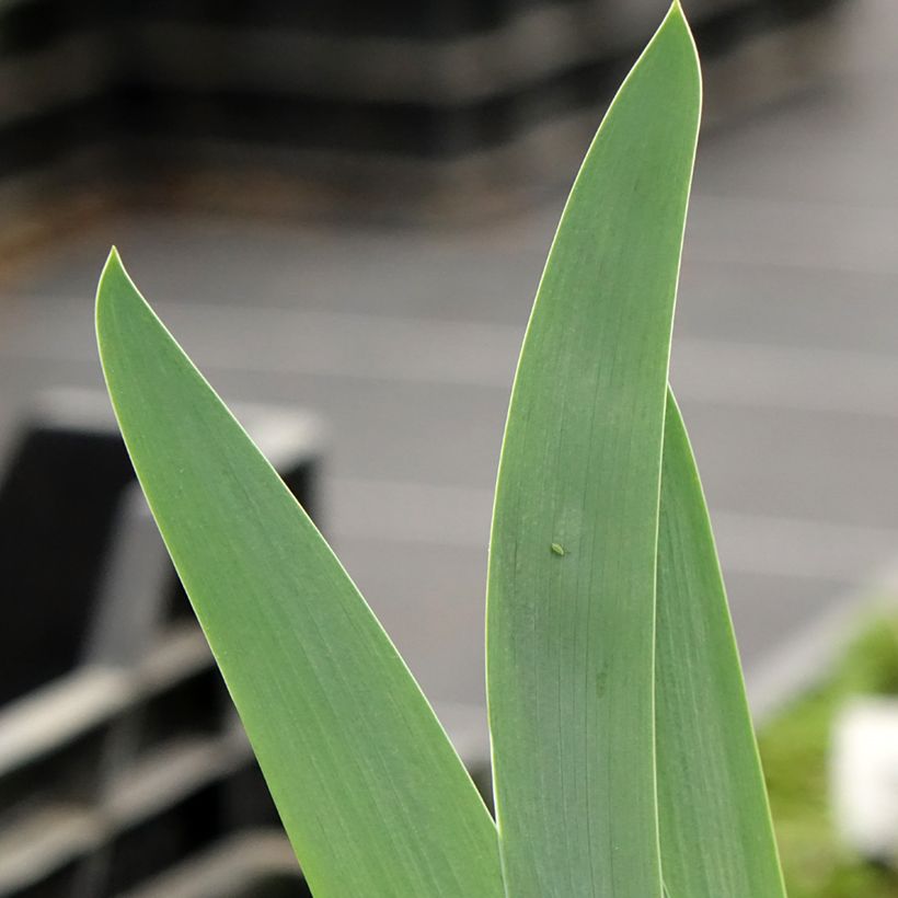 Iris germanica En Ebullition - Bearded Iris (Foliage)