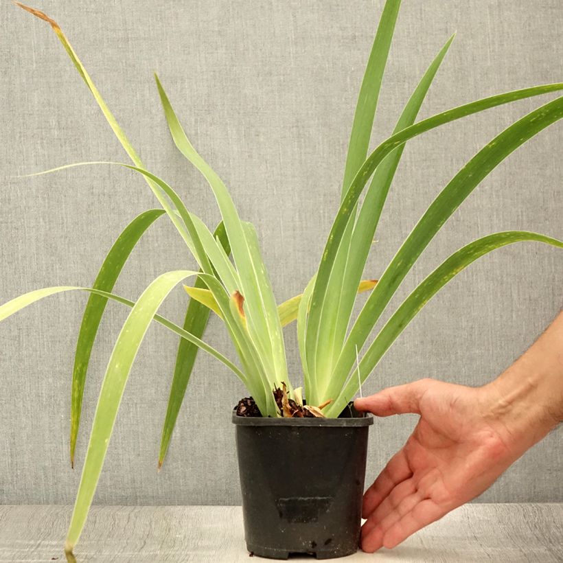 Iris germanica English Cottage - Bearded Iris 1.5L/2L pot sample as delivered in summer