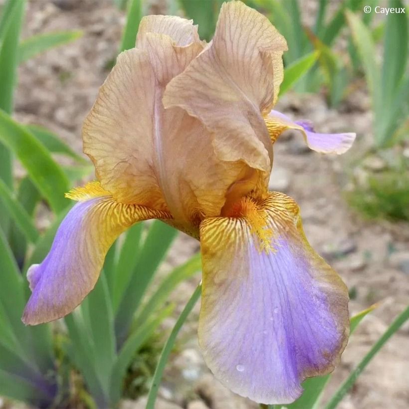 Iris germanica Evolution (Flowering)