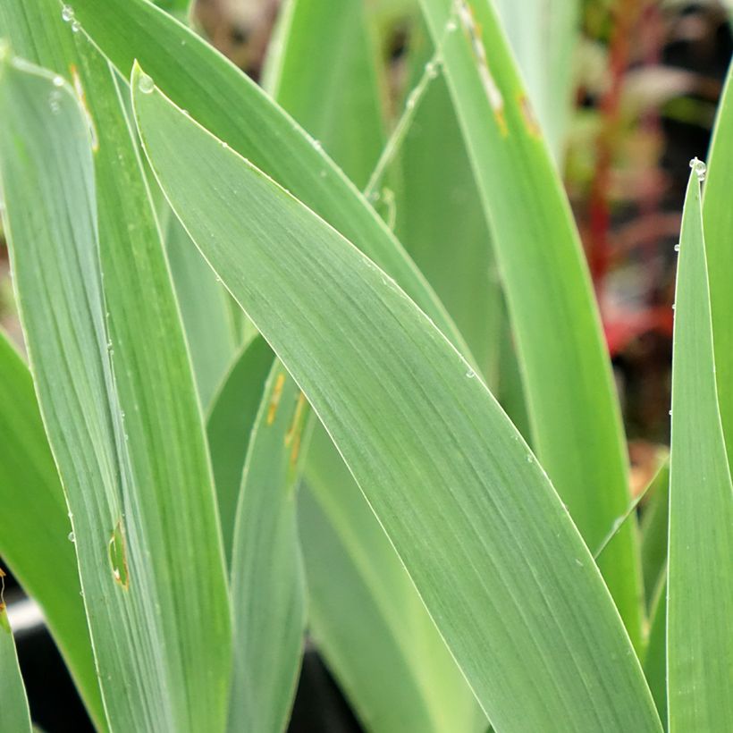 Iris germanica Flaming Dragon - Bearded Iris (Foliage)