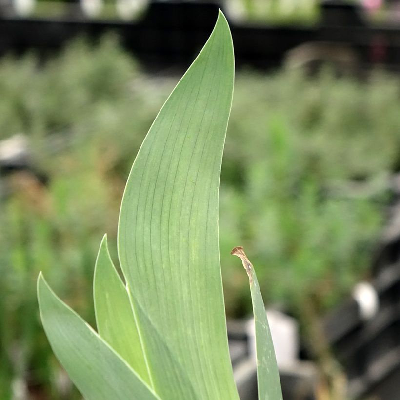 Iris germanica Flaming Dragon - Bearded Iris (Foliage)