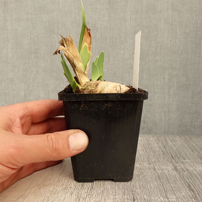 Iris germanica Friendly Seas sample as delivered in spring