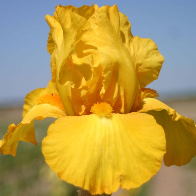Iris germanica Gold Galore (Flowering)