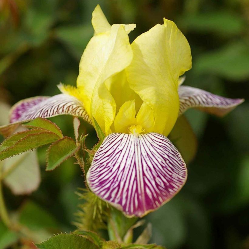 Iris germanica Gracchus (Flowering)