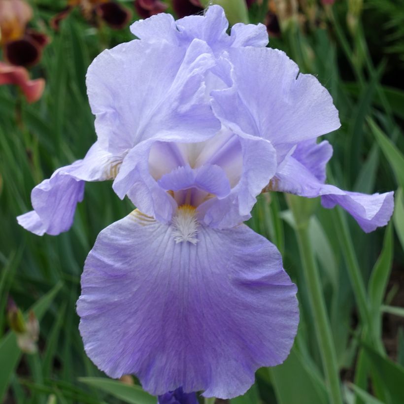 Iris germanica Harbor Blue - Bearded Iris (Flowering)