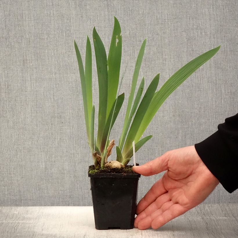 Iris germanica Honky Tonk Blues 8/9 cm pot sample as delivered in spring