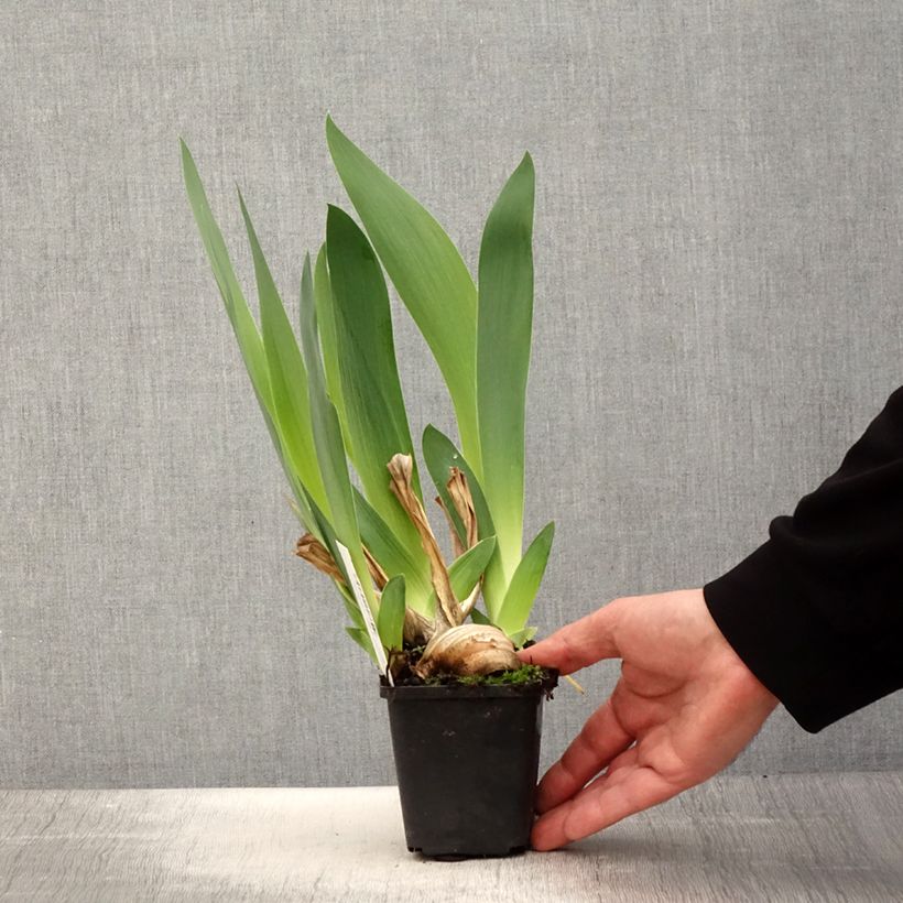 Iris germanica Joyful Skies 8/9 cm pot sample as delivered in spring