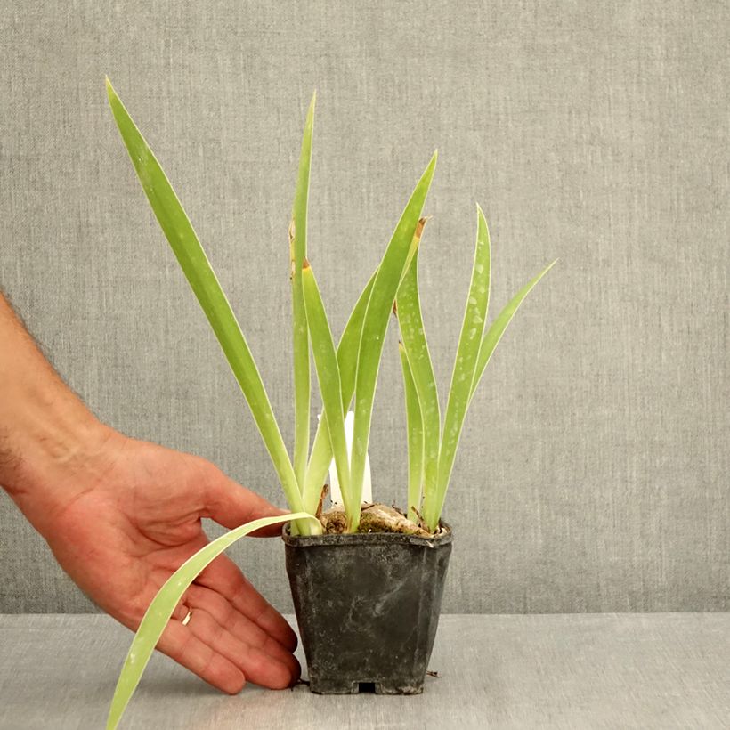Iris germanica Lune et Soleil 8/9 cm pot sample as delivered in summer