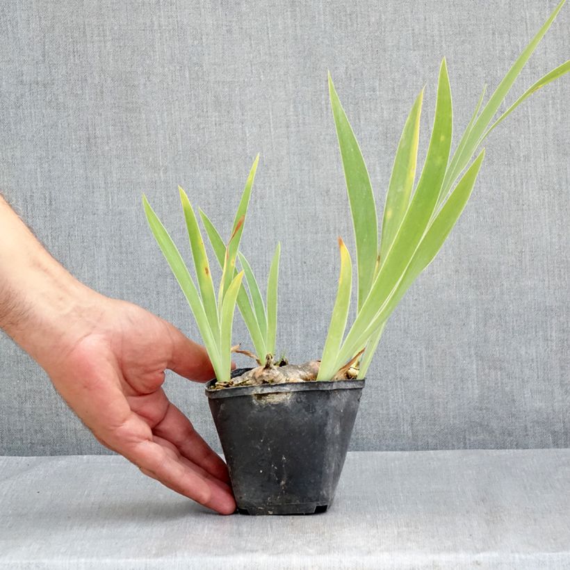 Iris germanica Marron Chaud - Bearded Iris 8/9 cm pot sample as delivered in summer