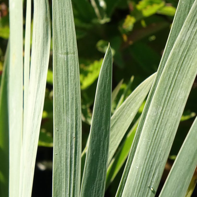 Iris germanica Marron Chaud - Bearded Iris (Foliage)
