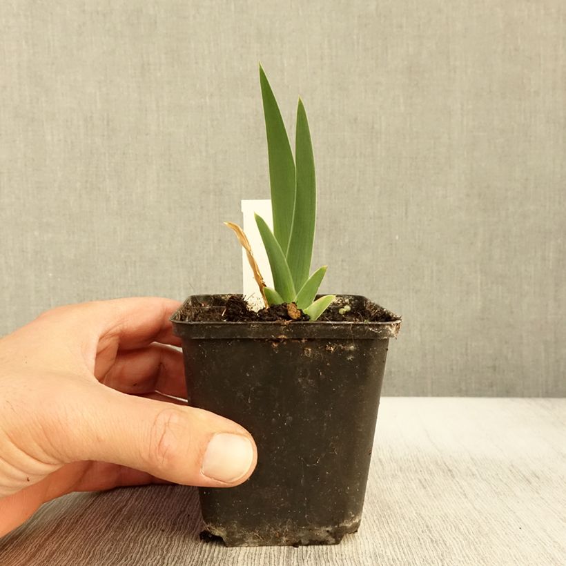Iris Modern Woman - Bearded Iris 8/9 cm pot sample as delivered in autumn