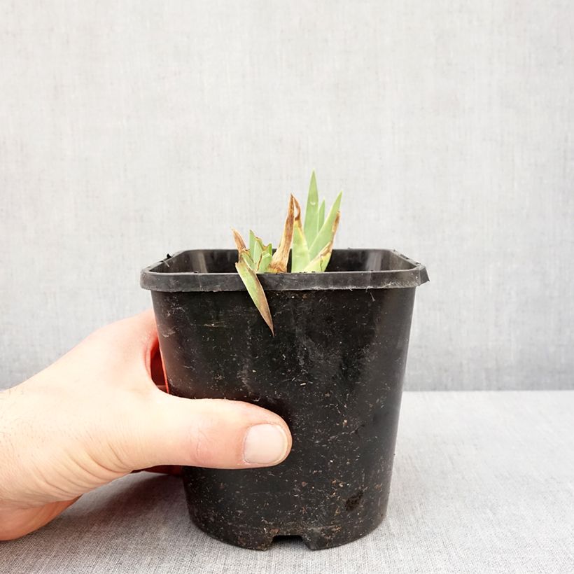 Iris Natchez Trace - Tall Bearded Iris 1.5L/2L pot sample as delivered in winter