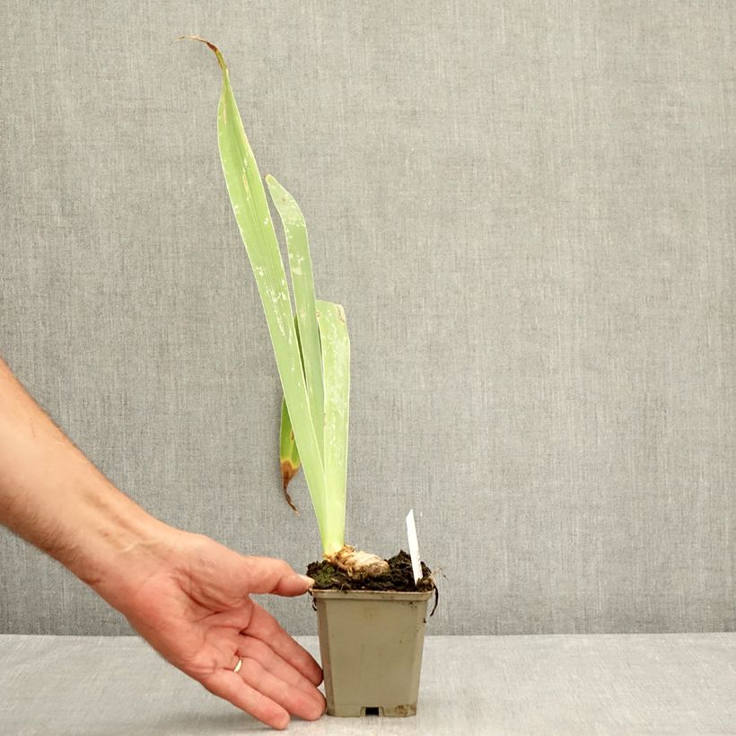 Iris Profond Soupir - Tall Bearded Iris 8/9 cm pot sample as delivered in summer