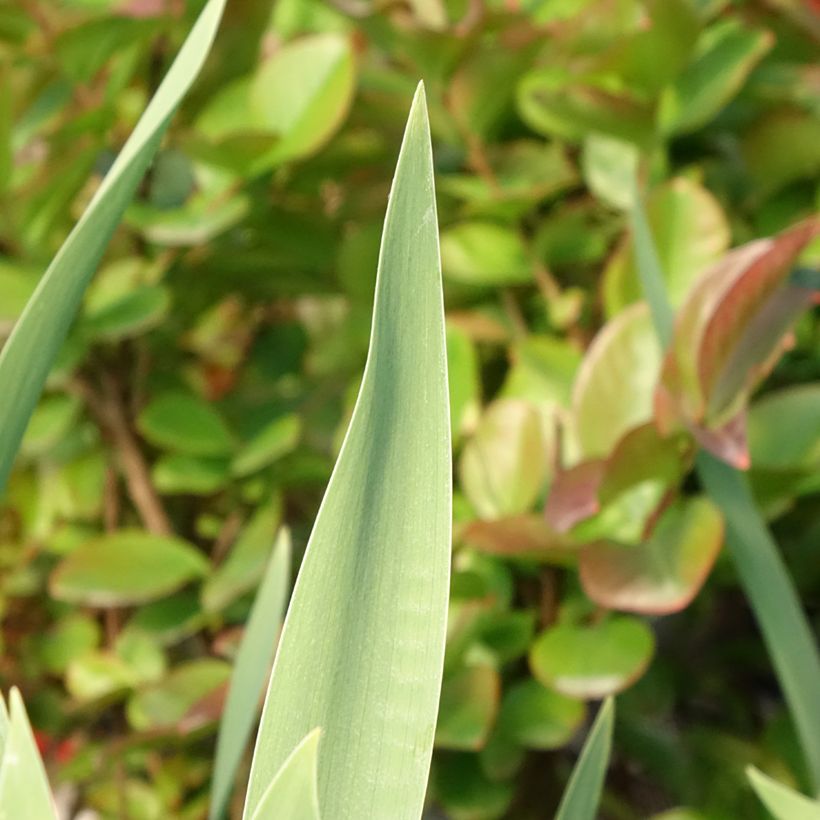 Iris Red Orchid - Bearded Iris (Foliage)