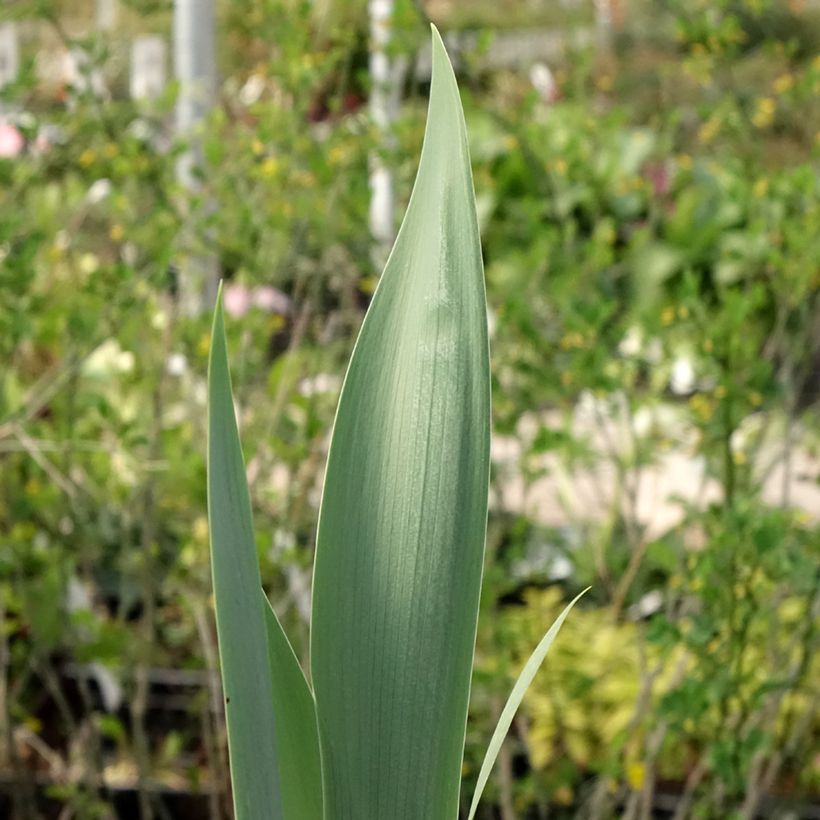 Iris Red Orchid - Bearded Iris (Foliage)