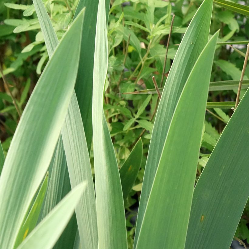 Iris Rouge de Plaisir - Bearded Iris (Foliage)