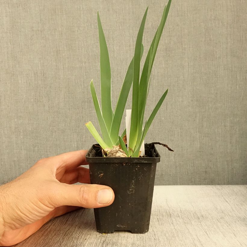 Iris Sharper Image - Tall Bearded Iris 8/9 cm pot sample as delivered in autumn