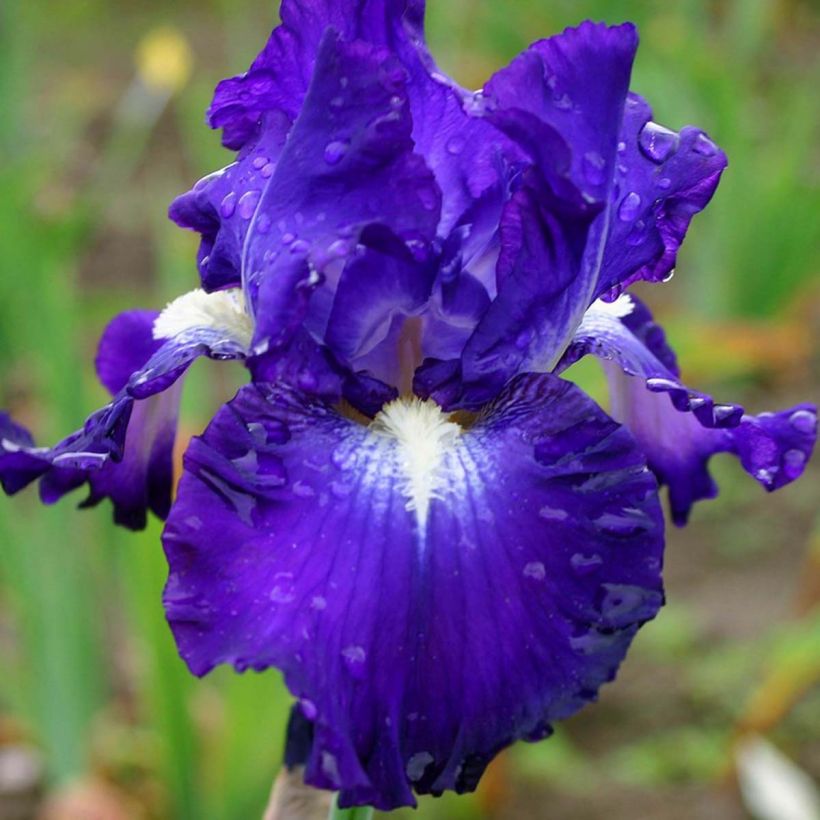 Iris Spot - Bearded Iris (Flowering)