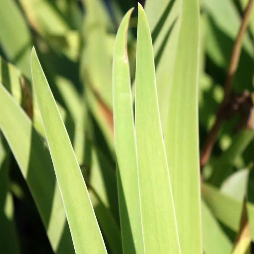 Iris Sur la plage - Tall Bearded Iris (Foliage)