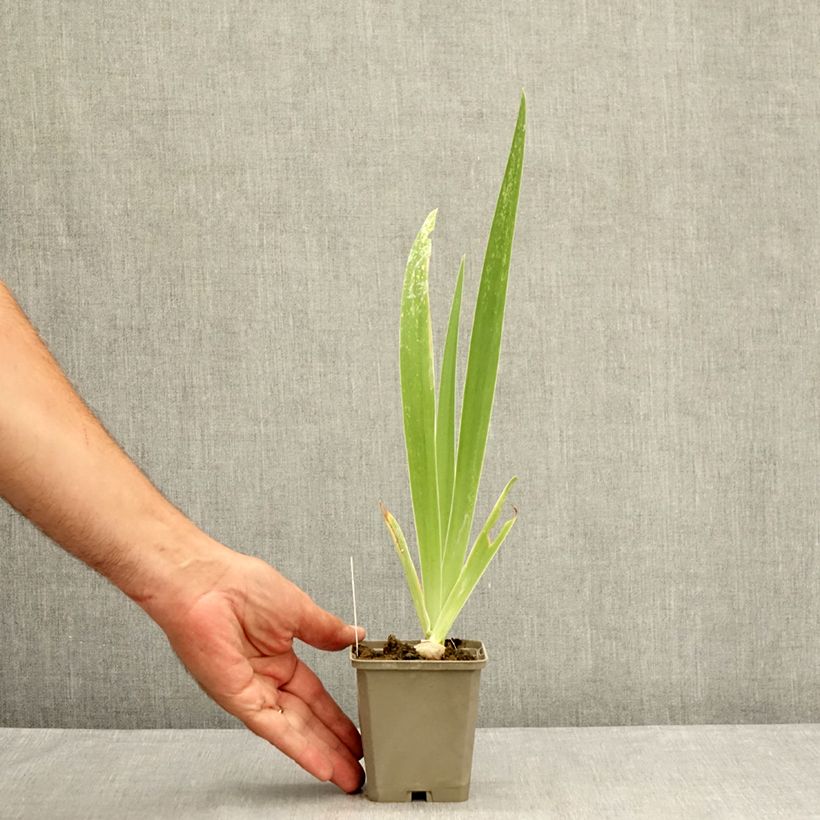 Iris Tiger Honey - Tall Bearded Iris 8/9 cm pot sample as delivered in summer
