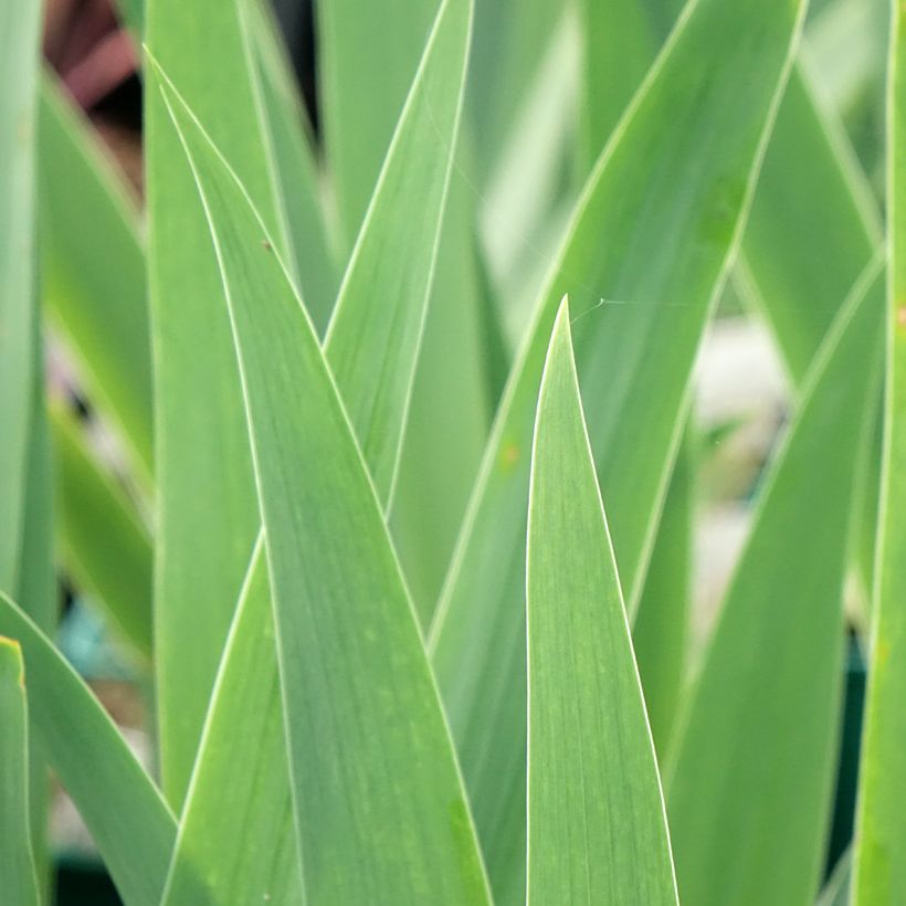 Iris Tuxedo - Bearded Iris (Foliage)